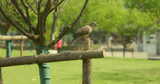 都市公园的鸽子高清在线视频素材下载