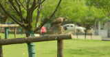 都市公园的鸽子高清在线视频素材下载
