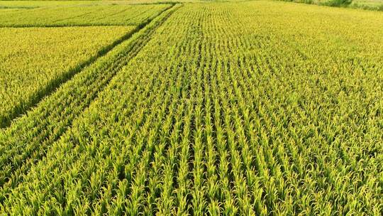 稻田 稻穗 农业