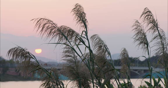 芦苇荡漾，太阳在背景落下空镜头