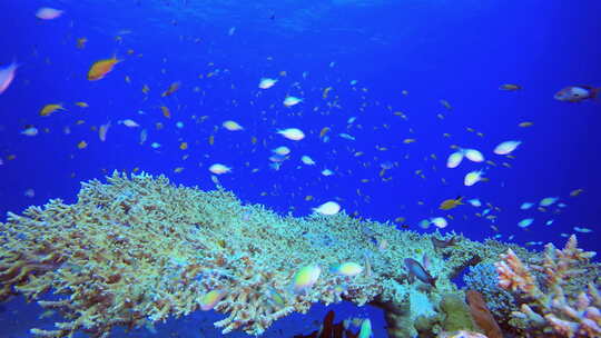 热带环境海底世界