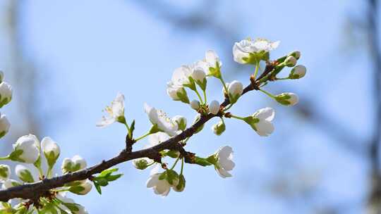 春天阳光下盛开的白色梨花蜜蜂采蜜