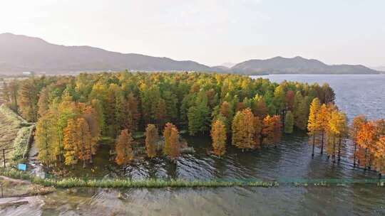 浙江宁波四明湖水杉林秋天风景航拍合集
