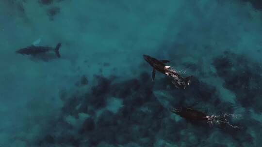 蔚蓝海洋海洋生物鲸鱼游泳