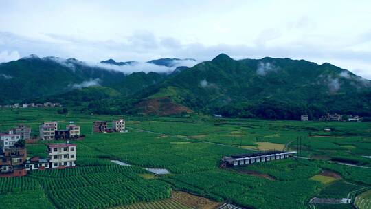 烟田烟叶黄烟唯美种植全套镜头视频素材模板下载