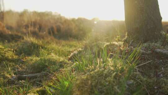 早晨的阳光洒在草地上