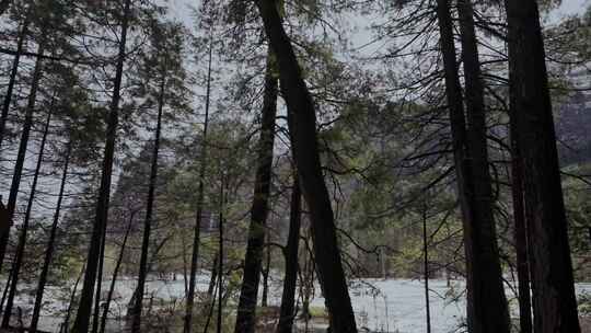 优胜美地，森林，雪，开车通过