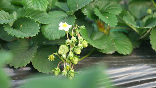 农民田间劳动种植蔬菜蔬菜大棚里的蔬菜草莓