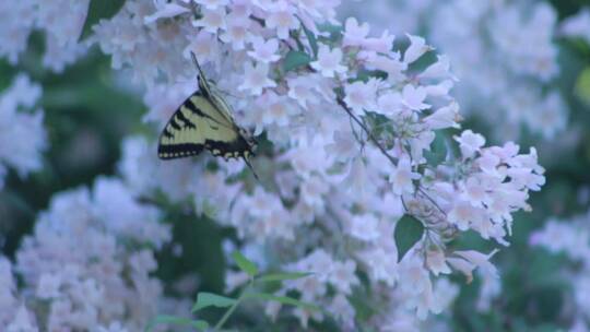 蝴蝶采集花粉视频素材模板下载