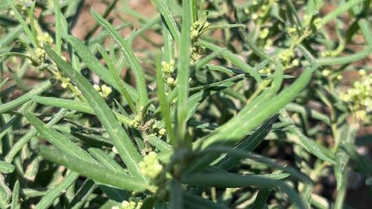 绿色小草植物特写镜头