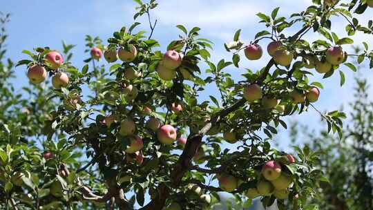 果树苹果 果园蓝天 植物 白云