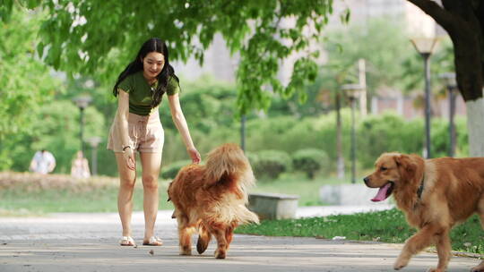 两只金毛犬走向女主人在公园里