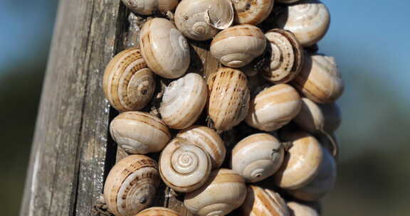 西巴皮萨那，也被命名为，白色花园蜗牛，沙丘蜗牛。