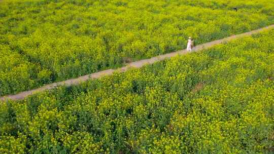 油菜花田 广袤大地 花儿盛开 女孩画画写生