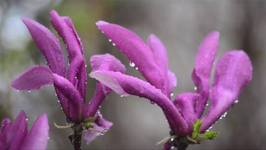 挂满雨滴的紫色玉兰花