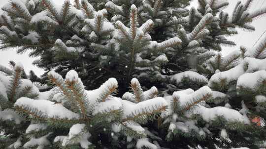 特写圣诞树背景圣诞树枝和雪新年冷杉树圣诞