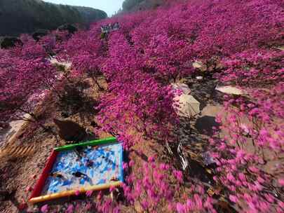 广东冬季最大面积紫花风铃花盛开航拍视频