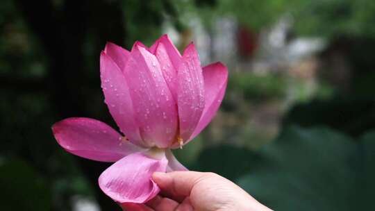 雨后在风中摇曳的绽放的和含苞待放的的荷花