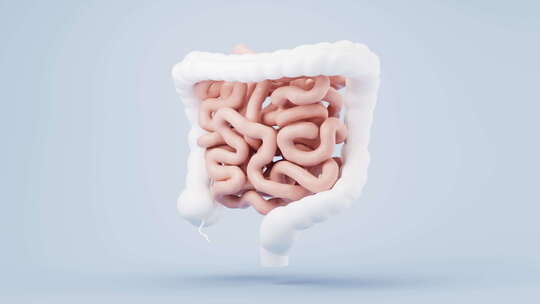 内脏器官肠道3D渲染