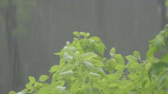 树枝树叶狂风暴雨刮风下雨倾盆大雨下雨天雨