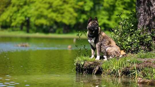 美国秋田犬在湖里游泳视频素材模板下载