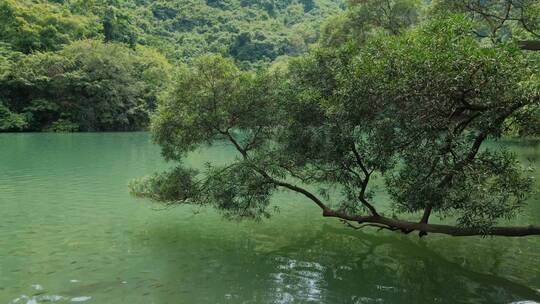 广西柳州龙潭公园池塘边树荫