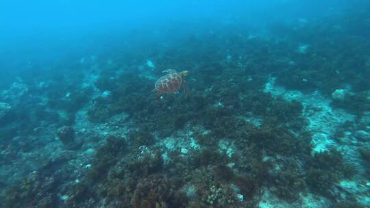 在水下游泳的海龟