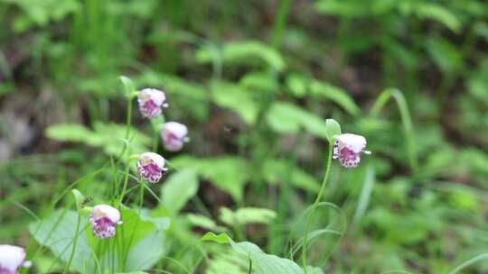 野生药用植物，斑花杓兰