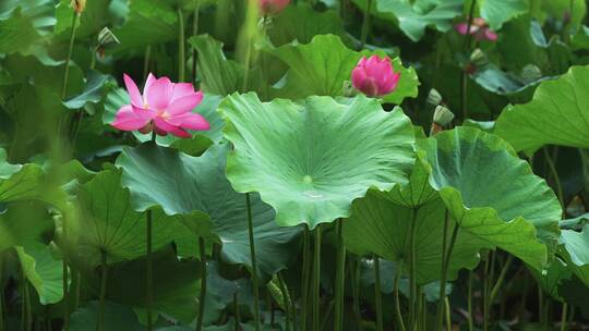 荷花自然涟漪露水池塘开花莲蓬公园花瓣雨诗