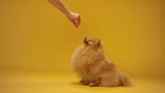 人用手喂食物给可爱博美犬的温馨画面