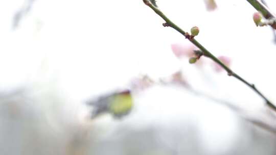 报喜斑粉蝶/蝴蝶在梅花上采蜜