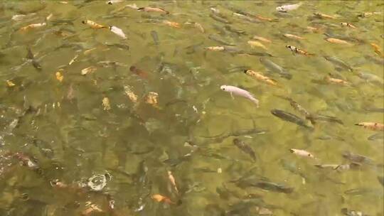在大池塘里觅食的鱼视频素材模板下载