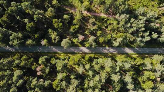 森林中道路的鸟瞰图