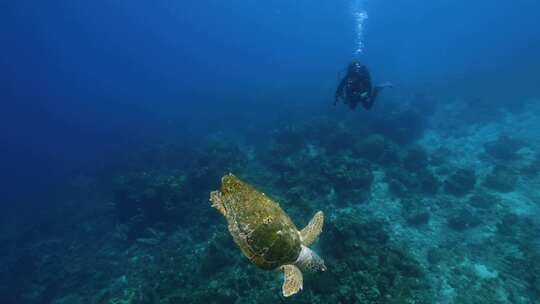 海龟、伐木工、水下、海洋爬行动物