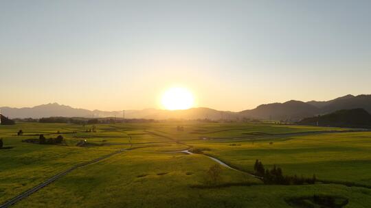 4k实拍。 夕阳航拍油菜花海。多镜头高清在线视频素材下载