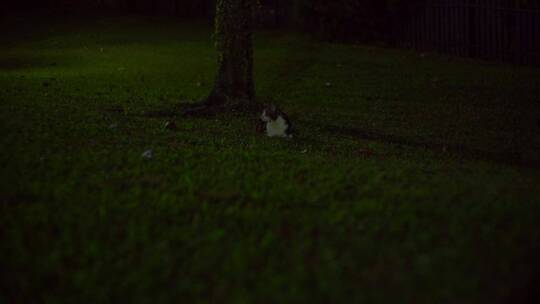 一只猫晚上在草坪上休息
