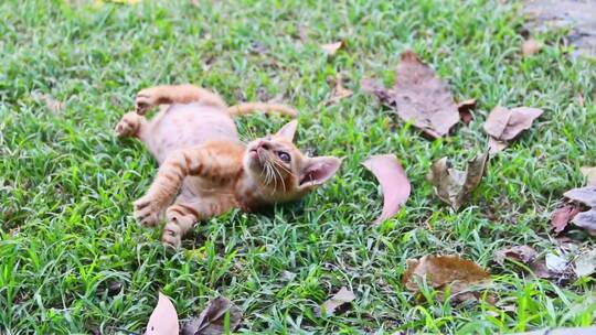 小猫在花园里玩耍
