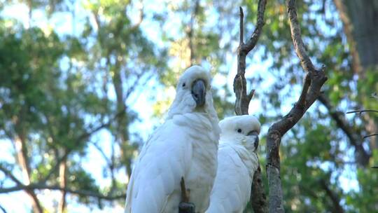 澳大利亚一棵树上的两只白色凤头鹦鹉