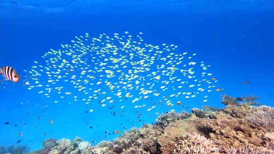 4K 海洋鱼群 水族馆视频素材模板下载