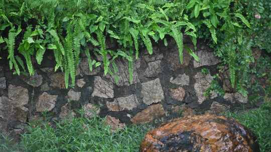 暴雨天雨滴落在绿叶上