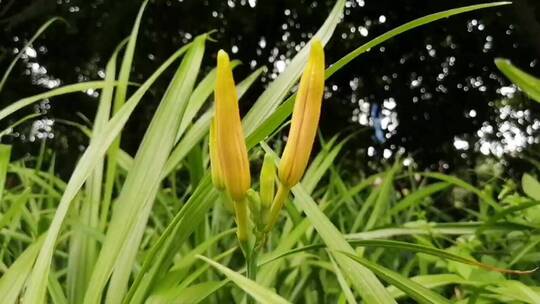 黄花菜花蕾特写