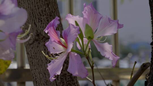 2023广州天河赏花紫荆花合集