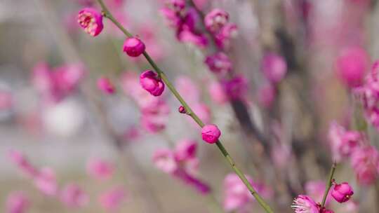 梅花樱花腊梅开满粉色花朵的树木