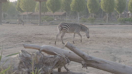 动物园斑马和长颈鹿