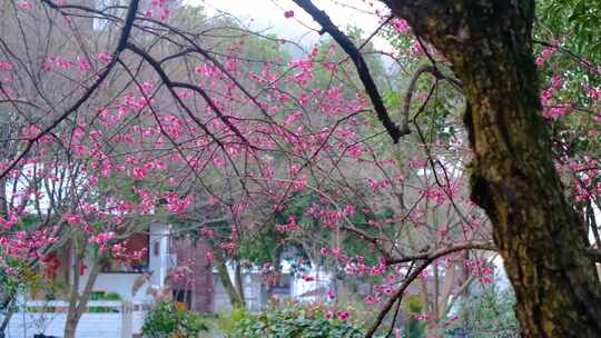 杭州植物园灵峰探梅公园梅花风景视频素材航