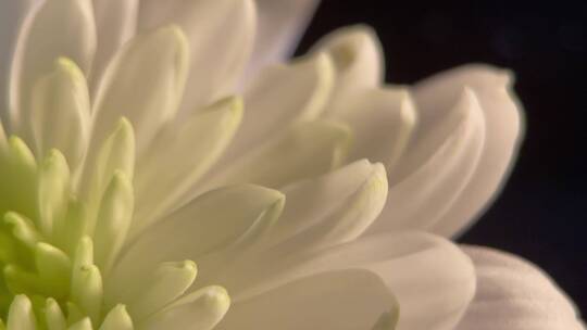 盛开的鲜花祭祀白菊花