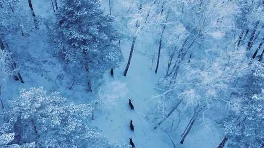 鹿群在白雪皑皑森林中行走