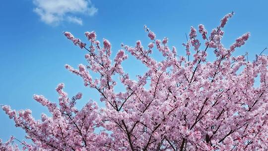 青岛春天樱花赏春