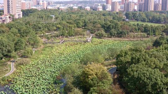 荷花池航拍