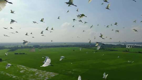 广袤田野背景下飞翔的鸟群